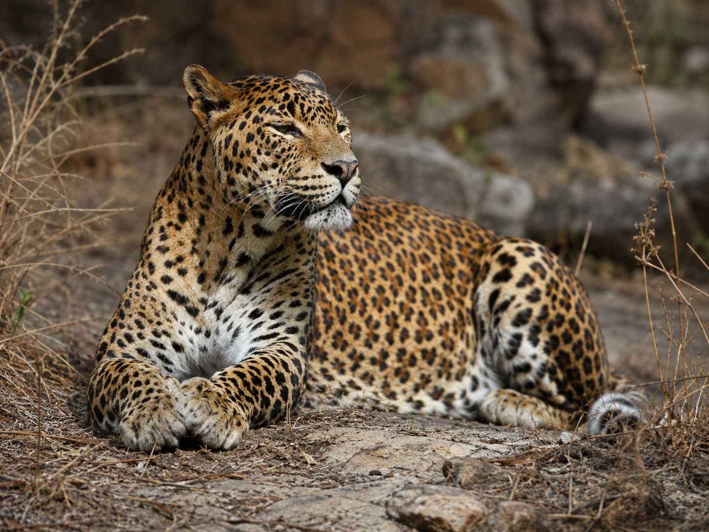 Sri Lankan leopard partially hidden in dense forest foliage